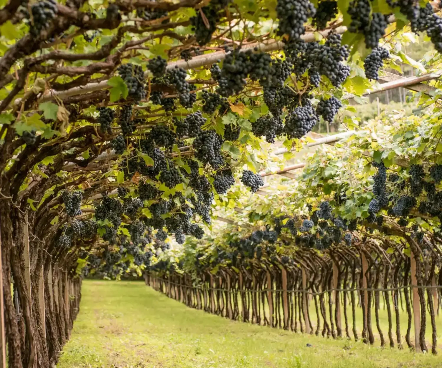 vitis house tasting all the grapes in the world