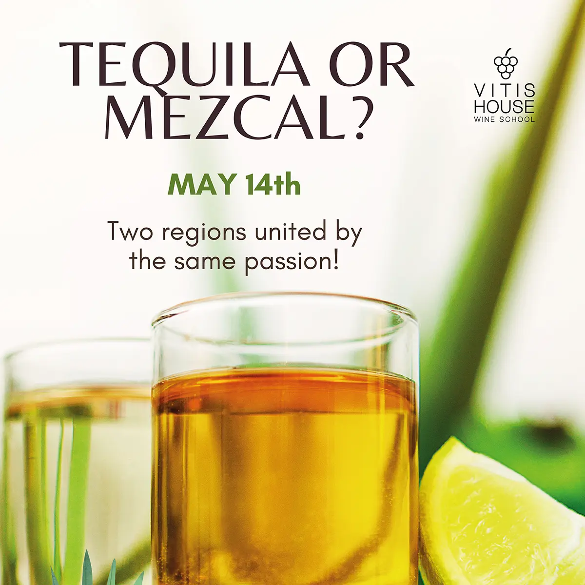vitis house tequila o mezcal
