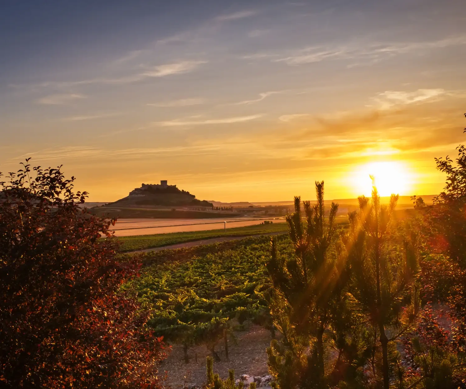 vitis house the challenge of acidity in ribera del duero