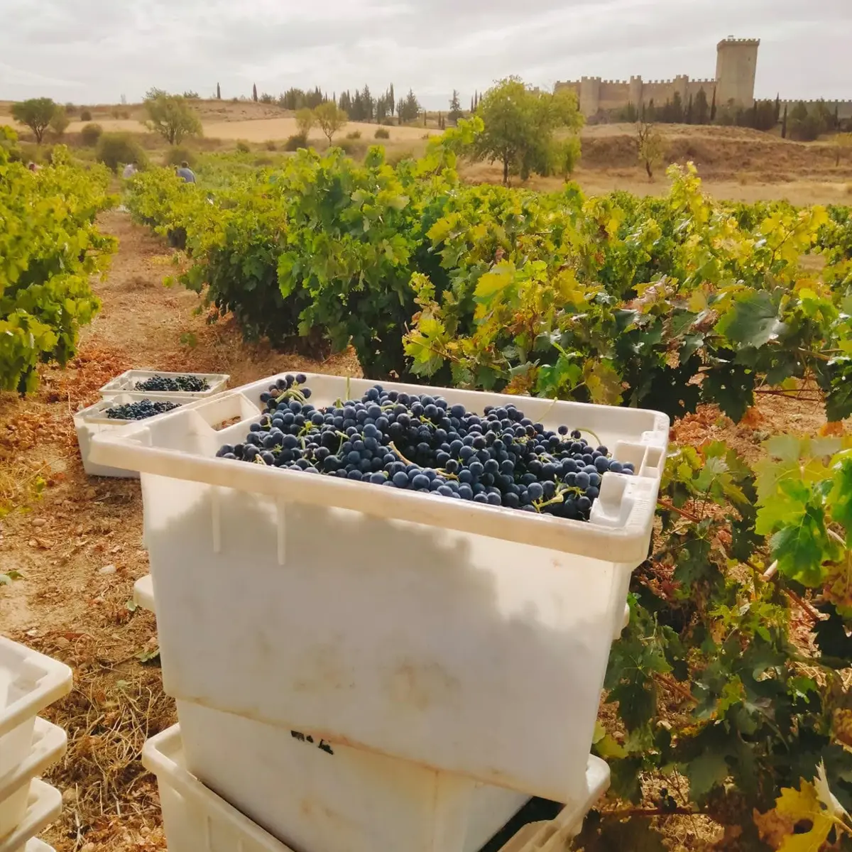 vitis house taste ribera rueda like a local