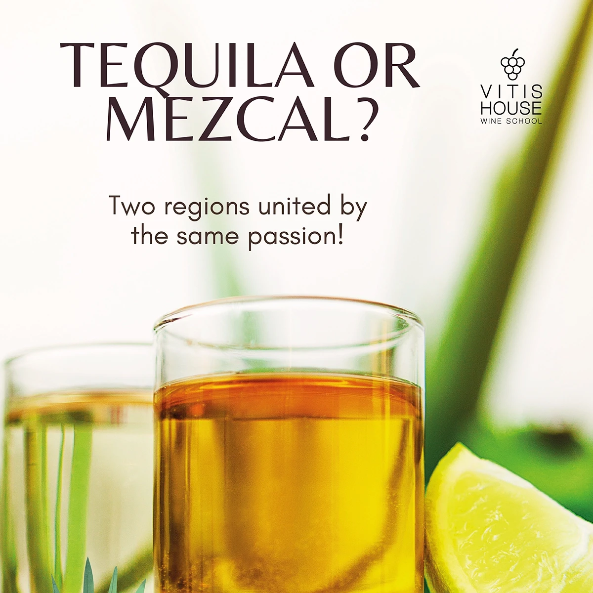 vitis house tequila o mezcal